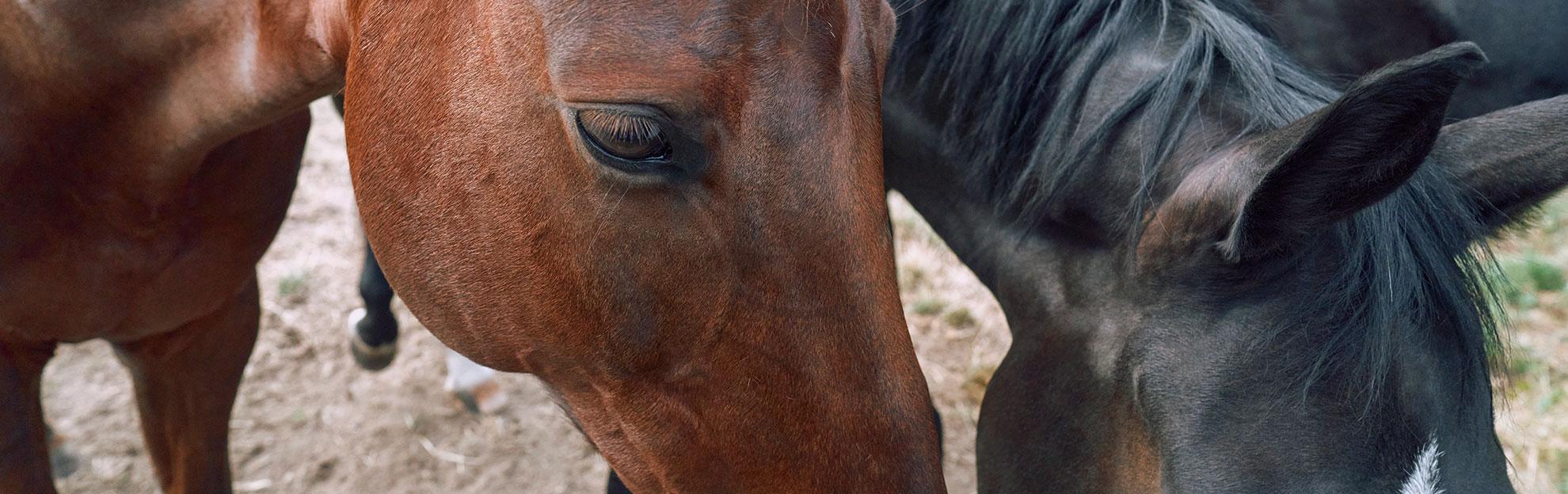 feeding-older-horses