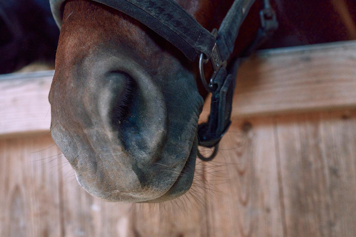 equine asthma