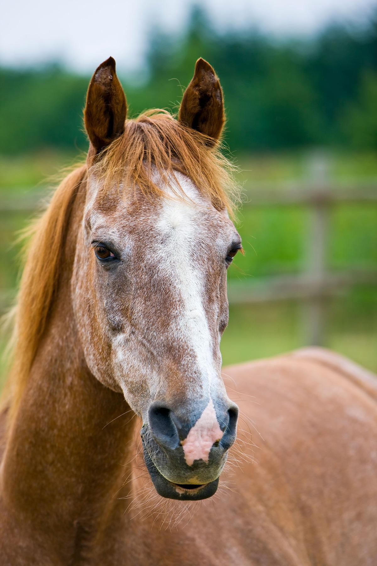 equine cushings ppid