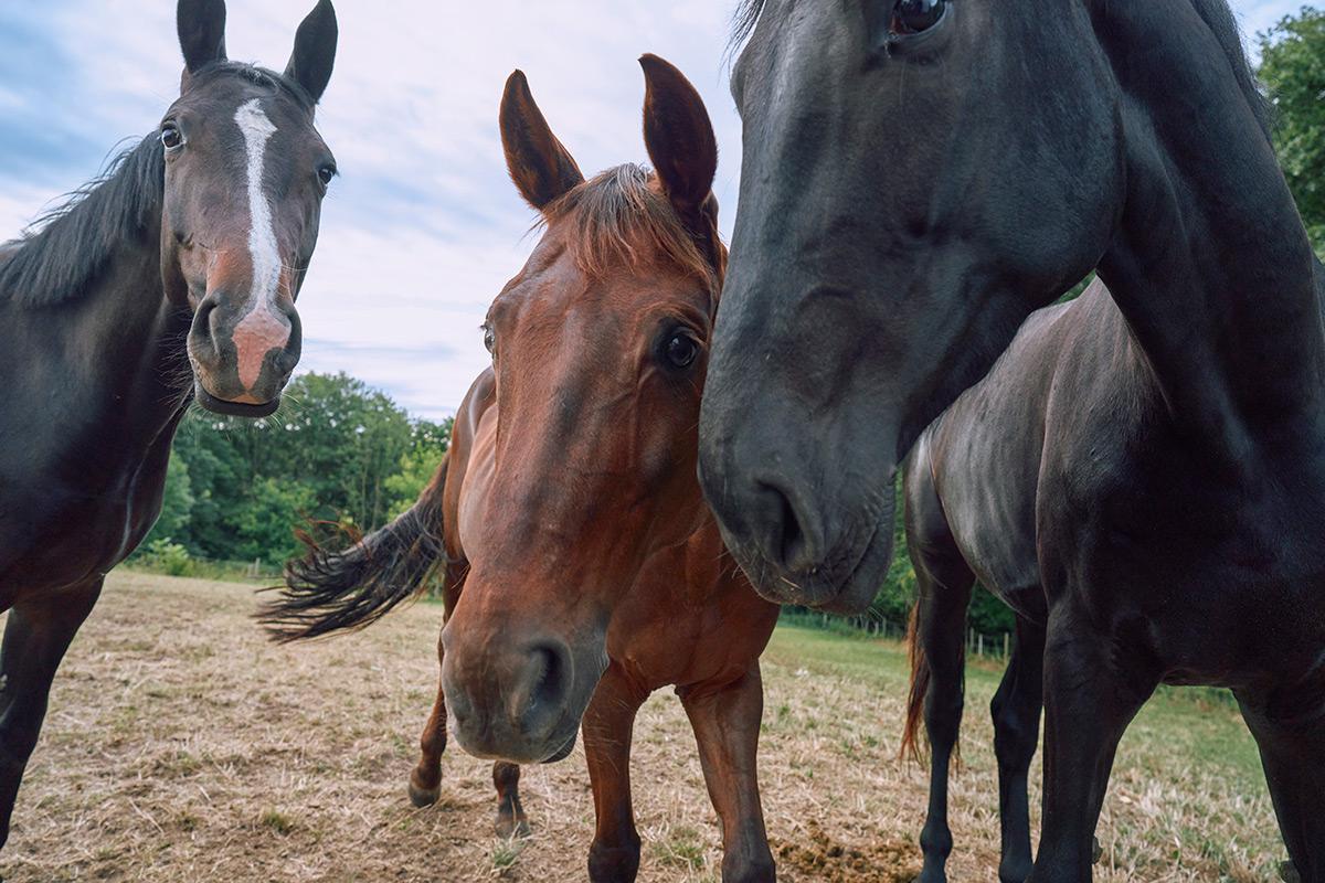 equine gastric ulcer syndrome