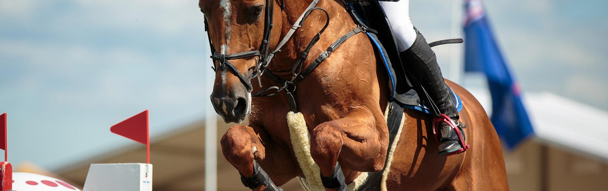 care-of-the-competition-horse-header