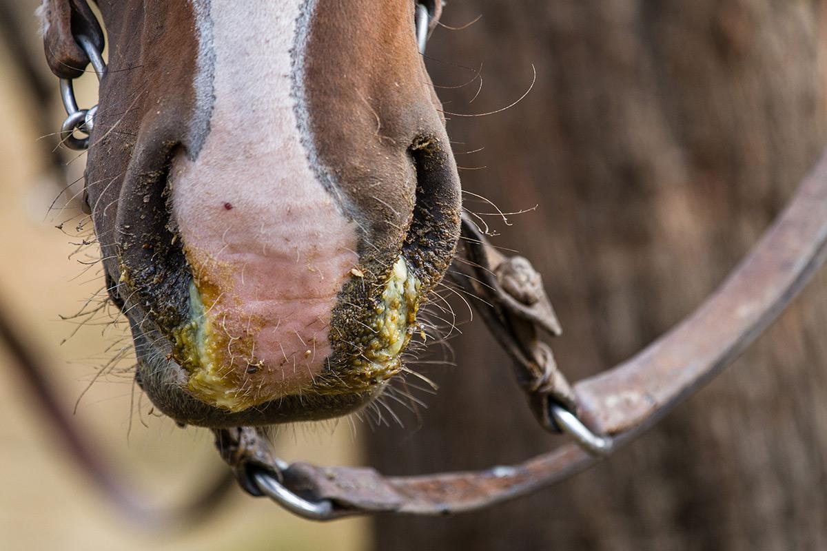 equine flu