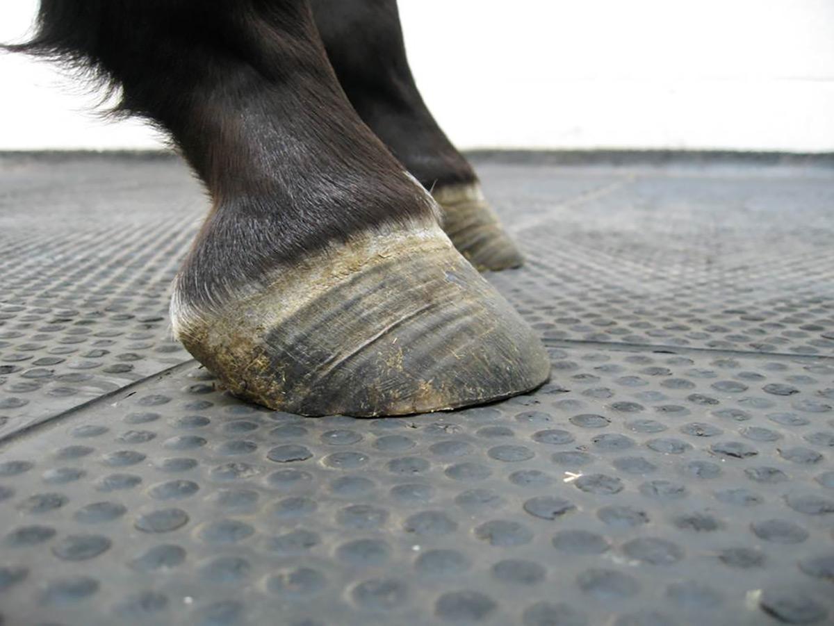 laminitis