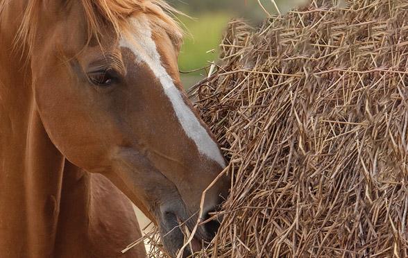 horse-eating